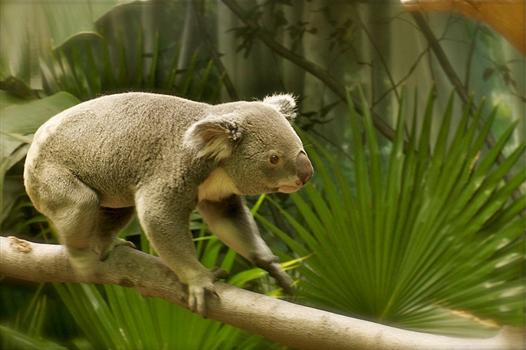 Origin of the Koalas