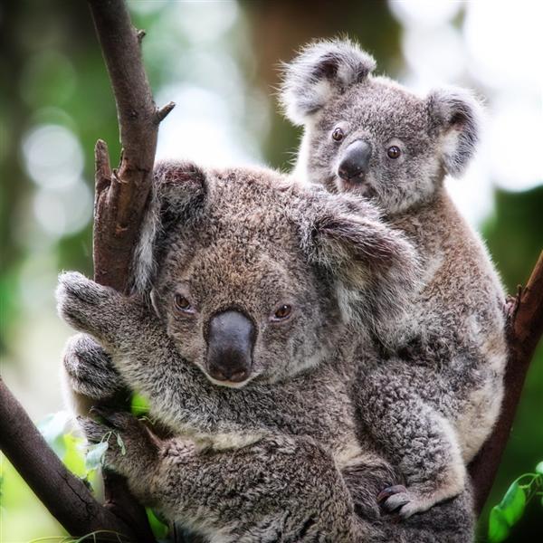 Koala Predators and Dangers.