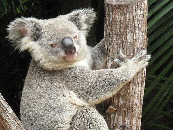 Koalas tolerate Cyanide Compounds