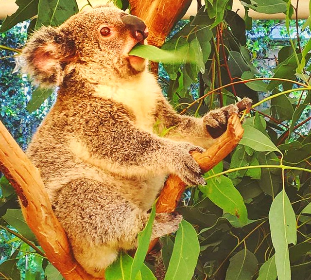 Koalas also eat specific Eucalyptus leaves to regulate their body temperature.