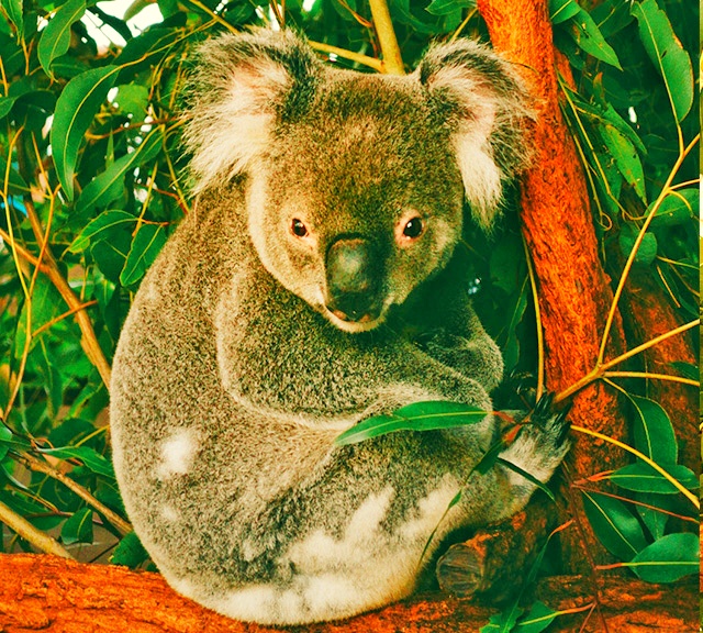 Koalas' fur also help them to regulate body temperatures during the rainy season as well.
