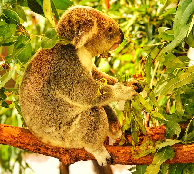Koalas' normal body temperature is around 36.5 degrees Celsius.