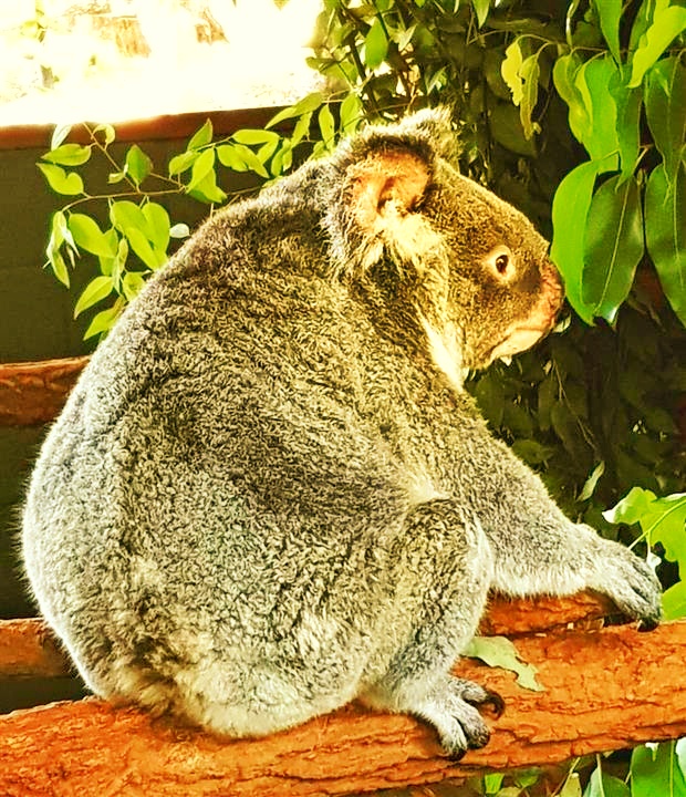 Koalas regulate their body temperatures through specialized fur.