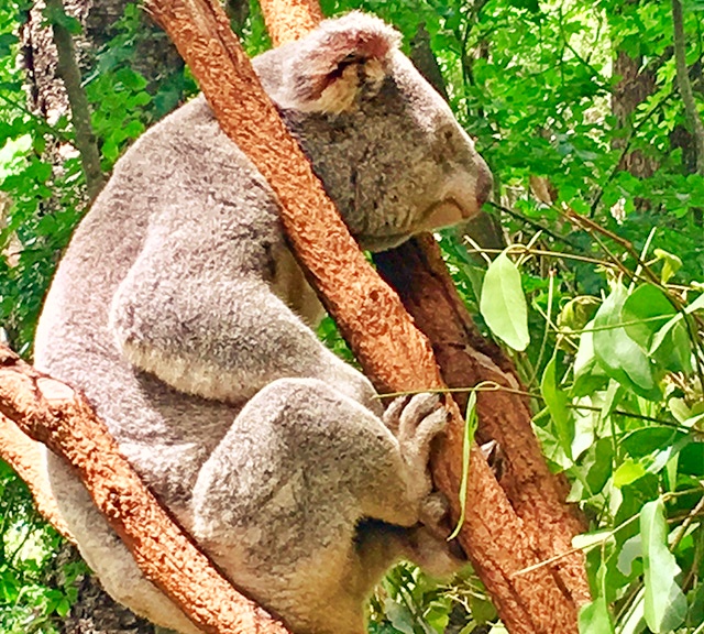 Koalas can regulate their body temperature very easily.