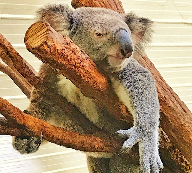 Koalas' sleeping postures also help them to regulate body temperature.
