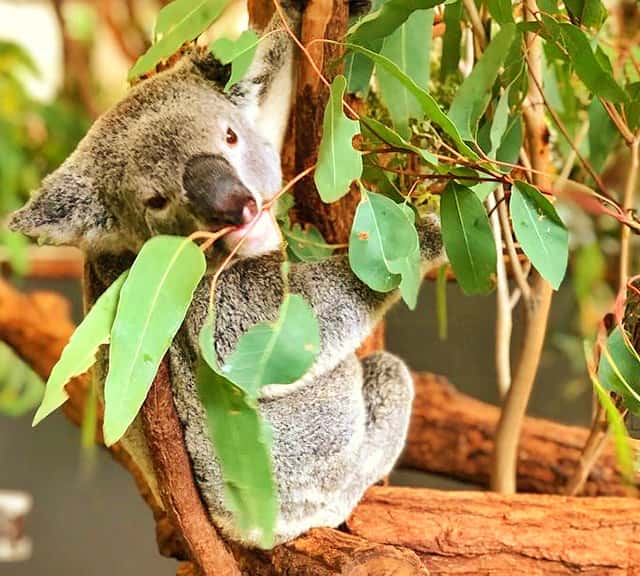 Koalas eat 5 times a day.