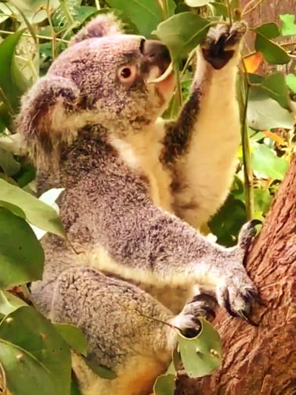 Koalas eat 600 to 800 grams of Eucalyptus leaves per day.