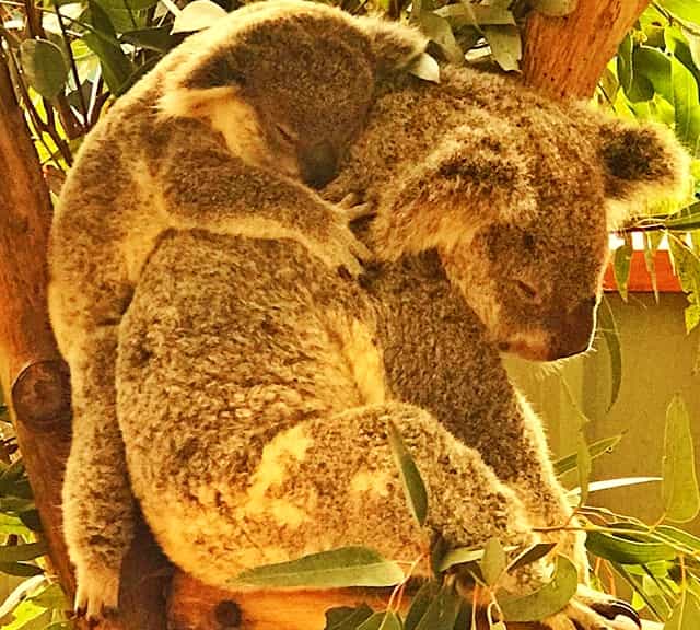 Old aged koalas eat more than younger koalas.