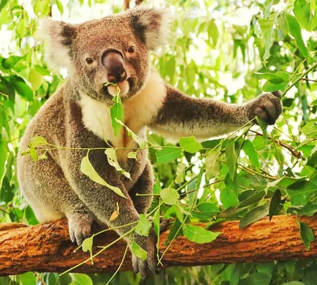 Male koalas eat more Eucalyptus leaves as compared to the female koalas.