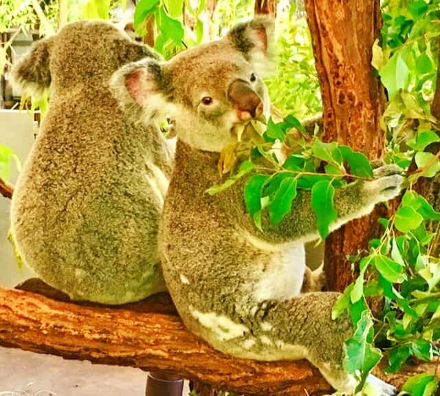 Eucalyptus leaves contain only 7% of carbohydrates for koalas.