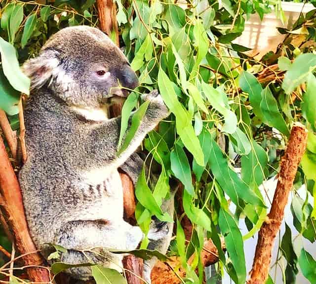 Eucalyptus leaves have higher fiber contents.