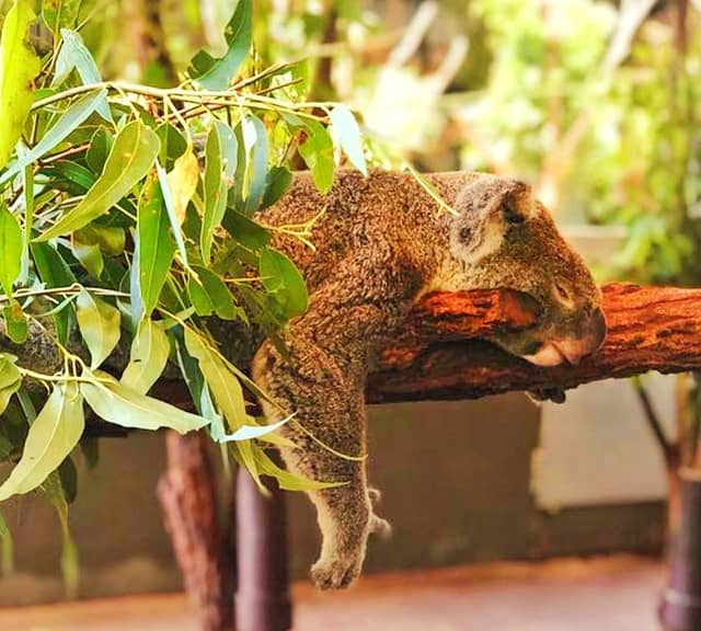 Eucalyptus laves offer lower energy for koalas and koalas have adated a sleepy lifestyle.