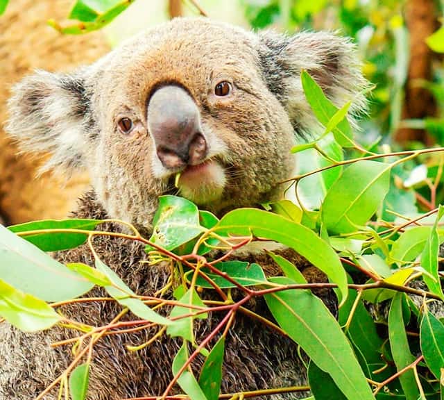Eucalyptus leaves have lower nutritional values for koalas.