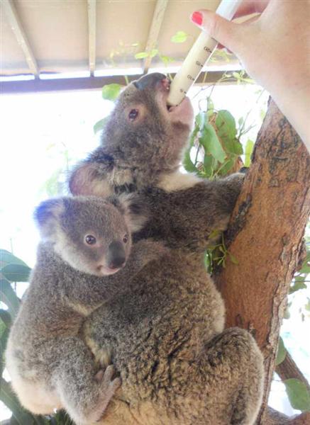 Female Koalas give about 7 births.