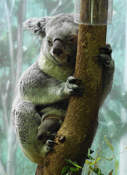 Female Koalas give births for 5 times.