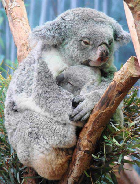 Female Koalas start mating from 3 years.