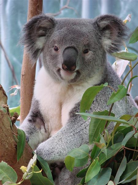 Female Koalas prefer slective Eucalyptus leaves.