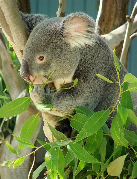 Female Koalas prefer nitrogen enriched leaves. 