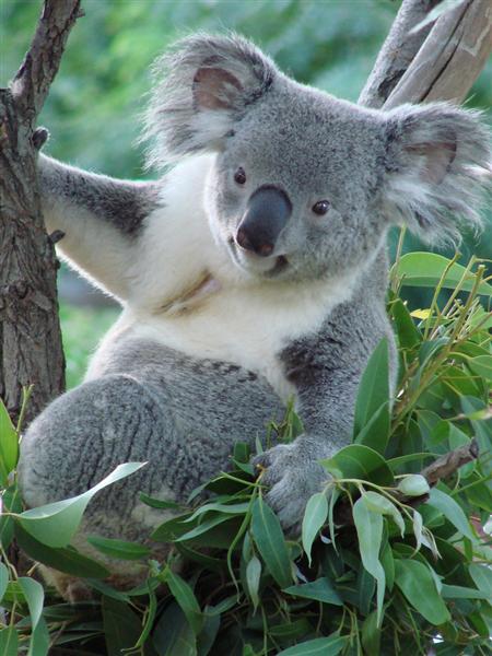 Female Koalas are very selective eaters.