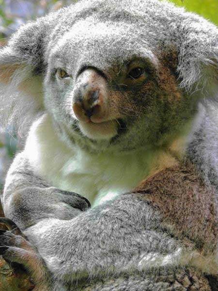 Female Koalas' increase in births.