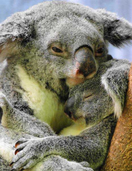 Female Koalas give birth to single Joey.