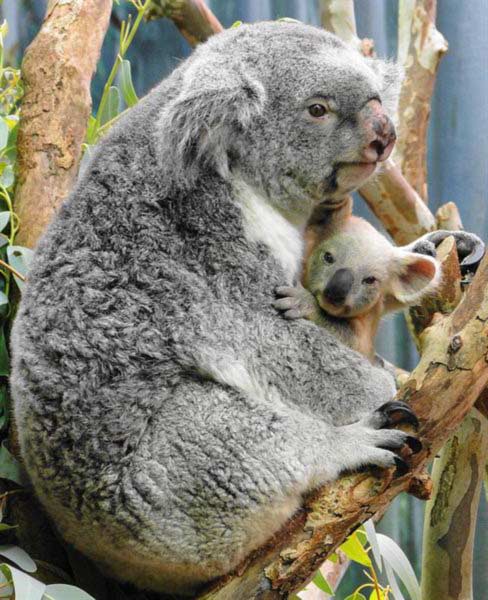 Female Koalas days of Gestation.