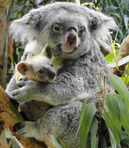 Female Koalas have small Gestation Period.