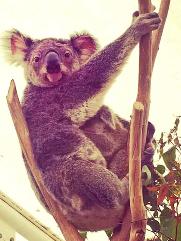 The gestation period of the female koalas is in between 34 to 36 days only.