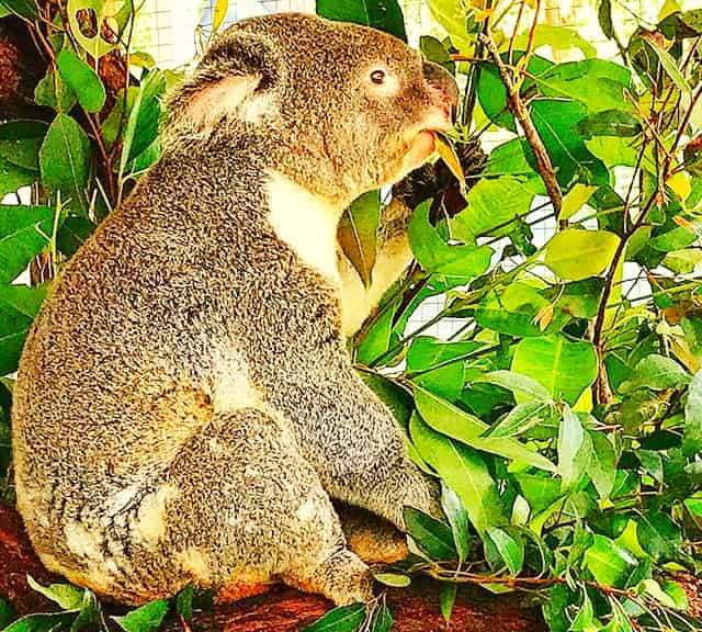 Female koalas consume more food during the gestation period.