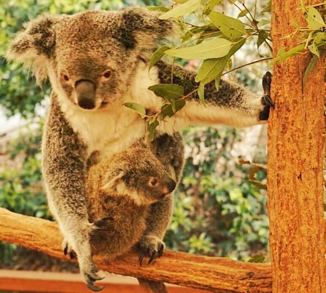 Koalas relatively have long gestation period among marsupials.