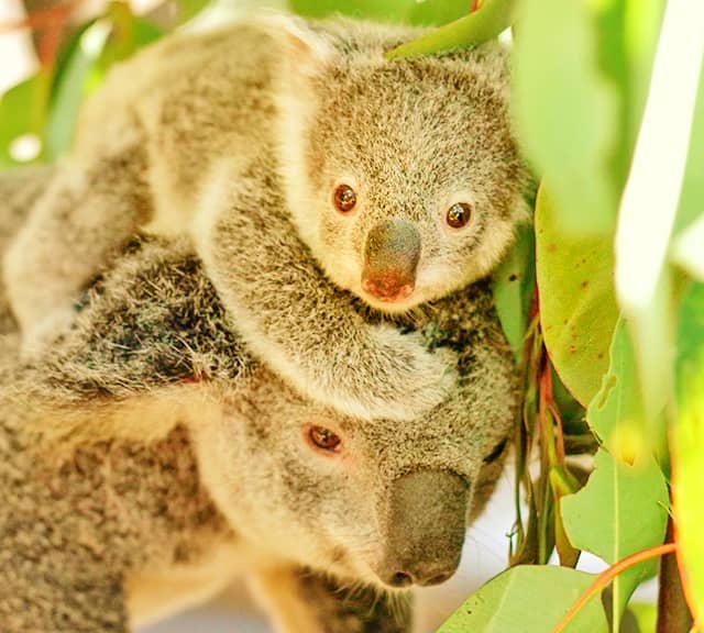After the koalas' gestation period neonates are born.