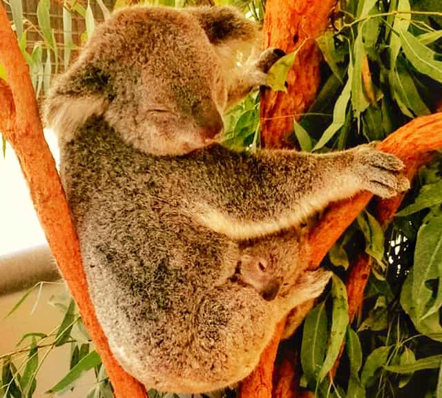Short gestation Period offers oodles of advantages for the female koalas.