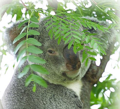 Koalas and Nourishment from Eucalyptus Leaves
