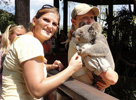 Koalas' popularity in Australia