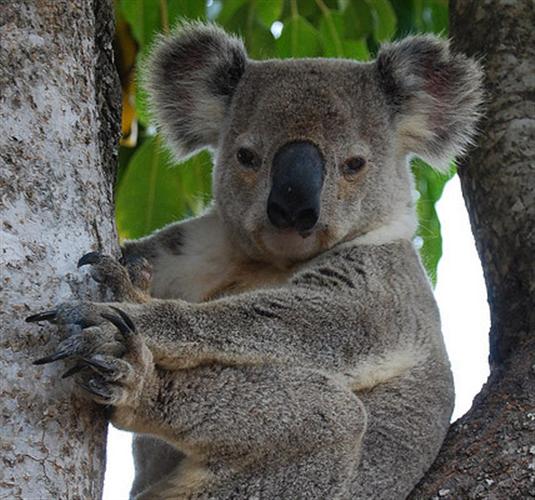Koalas have rounded Ears