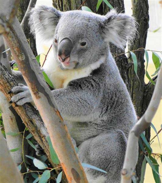 Female Koala 17 years.