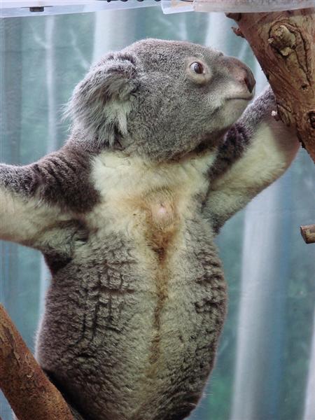 Female Koalas' age is 16 years.