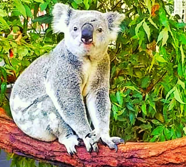 Female Koalas live longer than the male koalas.