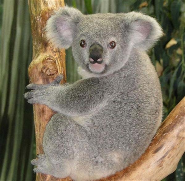 Female Koalas live longer than male Koalas.