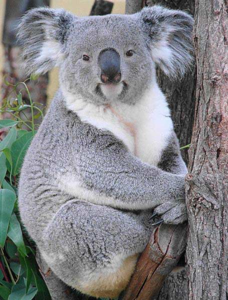 Female Koalas live for longer numbers of years.