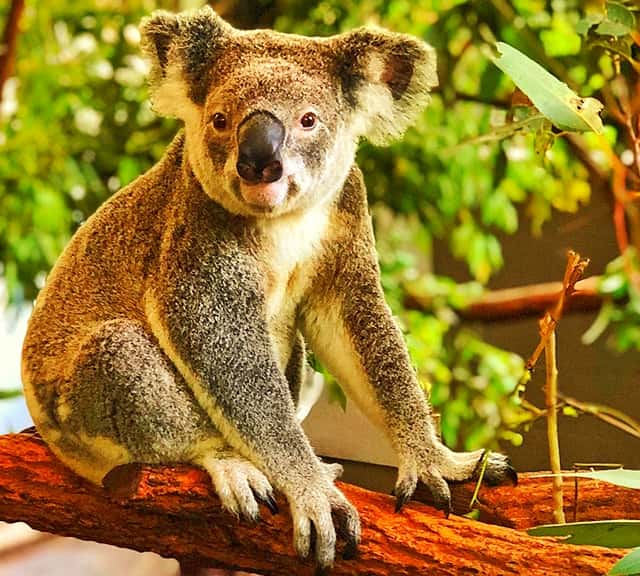 Koalas' average age is 13 years.