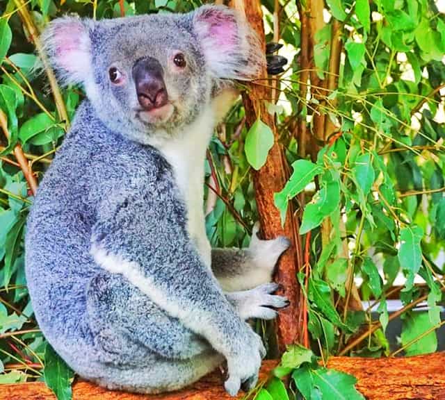 Koalas' earlier lifespan estimate was 4 to 5 years in captivity.