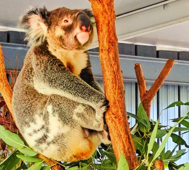 Koalas' lifespan is identical to the other animals.