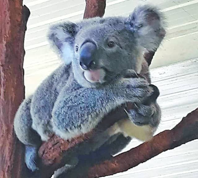 Maximum recorded age for the koala is 21 years