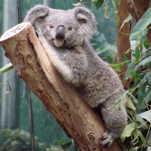 Koalas' lifestyle determine their age.