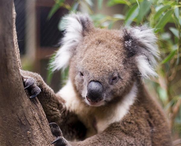 Koalas like fertile soils for their living. 