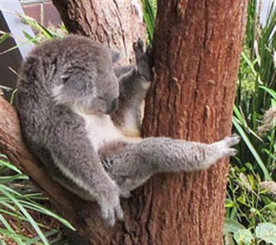 Koalas live in Green Areas.