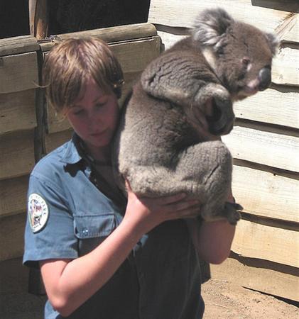 Koala held by an Australian School Kid