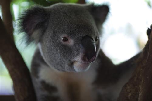 Koalas temporarily eats other leaves.