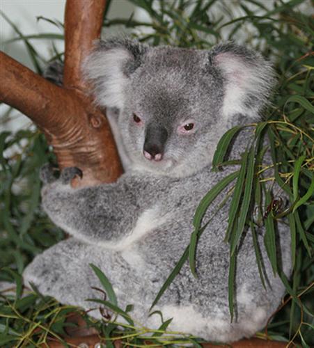 Koalas have to rest to save their energy calories.